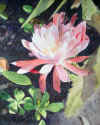Millie's-Flower-mixed-media-web-DSC05845.jpg (241648 bytes)