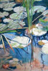 Small-Water-Lily-web-DSC05806.jpg (220918 bytes)